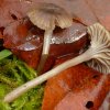 Fayodia bisphaerigera, Gestreifter Rußnabeling